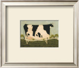 American Cow