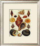 Conchylien Cabinet III