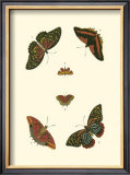 Buy Cramer Butterfly Study II at AllPosters.com