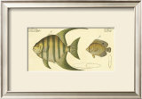 Buy Pen Fish at AllPosters.com
