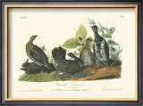 Canada Grouse