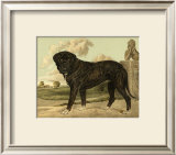 Mastiff
