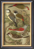 Buy Petite Songbirds II at AllPosters.com