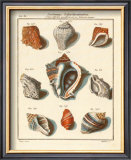 Conchylien Cabinet I