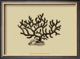 Buy Coral on Khaki III at AllPosters.com
