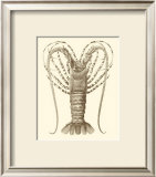 Sepia Lobster I