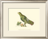 Buy Purple-Tailed Parakeet at AllPosters.com