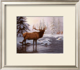 Buy Elk II at AllPosters.com