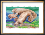 Manatee Family