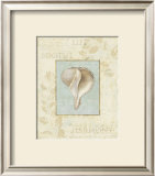 Soothing Words Shells IV