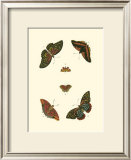 Buy Cramer Butterfly Study II at AllPosters.com