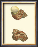 Buy Variegated Turbo Shells at AllPosters.com