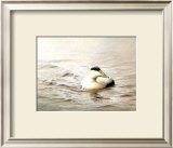Buy Solitary Eider at AllPosters.com