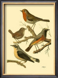 Buy Domestic Bird Family III at AllPosters.com