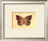 Buy Butterfly I at AllPosters.com