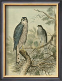 Sparrow Hawk