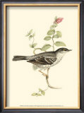 Barred Warbler