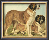 Buy St. Bernard at AllPosters.com
