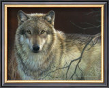 Uninterrupted Stare: Gray Wolf