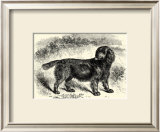Sussex Spaniel