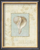 Soothing Words Shells IV