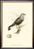 Meyer's Hawk II