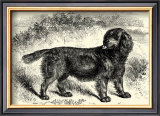 Sussex Spaniel