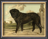 Mastiff