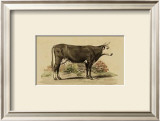 Buy Antique Cow IV at AllPosters.com