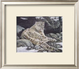 Awake Snow Leopard