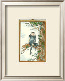 Buy Monkey, Douc at AllPosters.com