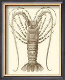 Sepia Lobster I