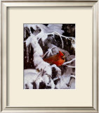 Winter Refuge