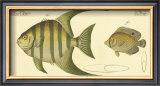 Buy Pen Fish at AllPosters.com