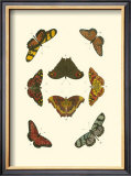 Buy Cramer Butterfly Study IV at AllPosters.com