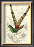 Jardine Hummingbird II