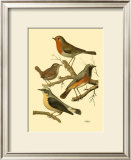 Buy Domestic Bird Family III at AllPosters.com