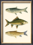 Buy Antique Fish I at AllPosters.com