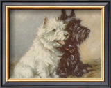 Scotch Terriers