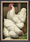 Buy Roosters I at AllPosters.com