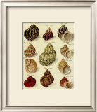 Conchylien Cabinet IV