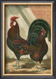 Buy Roosters V at AllPosters.com