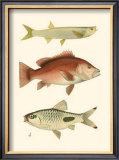 Buy Antique Fish II at AllPosters.com