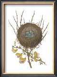 Antique Bird's Nest II
