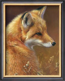 Curious: Red Fox