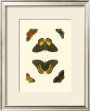 Buy Cramer Butterfly Study I at AllPosters.com