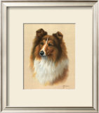 Sheltie