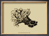 Buy Coral on Khaki II at AllPosters.com