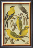 Buy Petite Songbirds III at AllPosters.com