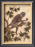 Monkey in a Tree I